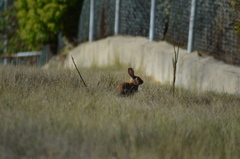 Oryctolagus cuniculus