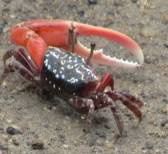Paraleptuca chlorophthalmus