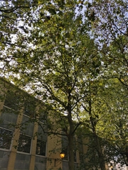 Platanus × hispanica