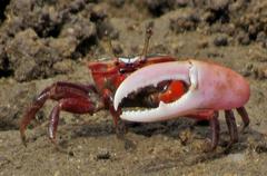Paraleptuca chlorophthalmus