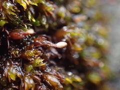 Andreaea rothii falcata