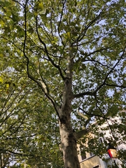 Platanus × hispanica