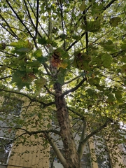 Platanus × hispanica