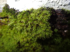 Racomitrium sudeticum