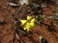 Goodenia glabra