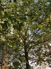 Platanus × hispanica