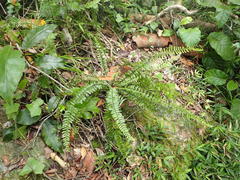 Asplenium lunulatum