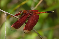 Neurothemis manadensis