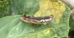 Pseudoxya