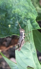 Pseudoxya