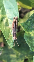 Pseudoxya