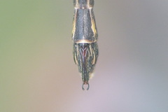 Nososticta exul