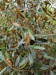 Miconia versicolor
