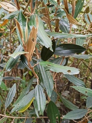 Miconia versicolor
