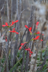 Gladiolus splendens