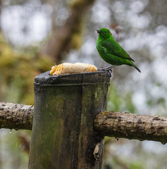 Chlorochrysa phoenicotis