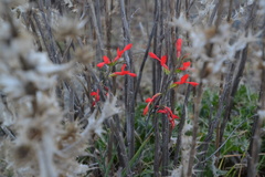 Gladiolus splendens