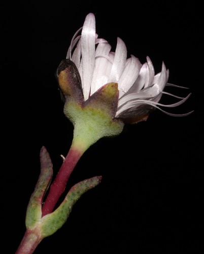 Image of Lampranthus scaber by (c) Brian du Preez, some rights reserved (CC BY-SA)
