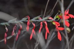 Gladiolus splendens