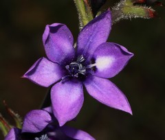 Babiana angustifolia