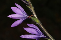 Babiana angustifolia