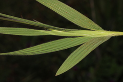 Babiana angustifolia