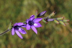 Babiana angustifolia