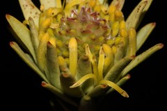 Leucadendron stellare