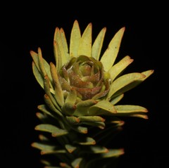 Leucadendron stellare