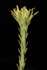 Leucadendron stellare