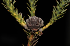 Leucadendron stellare