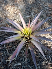 Tillandsia secunda