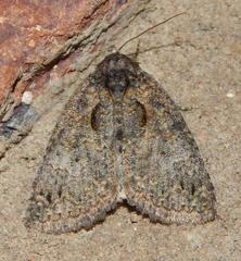 Prionofrontia erygidia