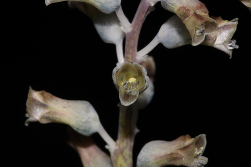 Image of Lachenalia mediana by (c) Brian du Preez, some rights reserved (CC BY-SA)