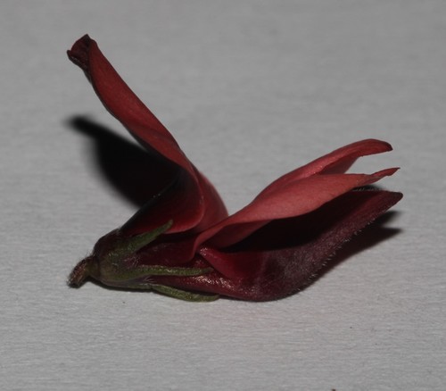Image of Indigofera rubrovinacea by (c) Brian du Preez, some rights reserved (CC BY-SA)