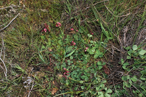 Image of Indigofera rubrovinacea by (c) Brian du Preez, some rights reserved (CC BY-SA)