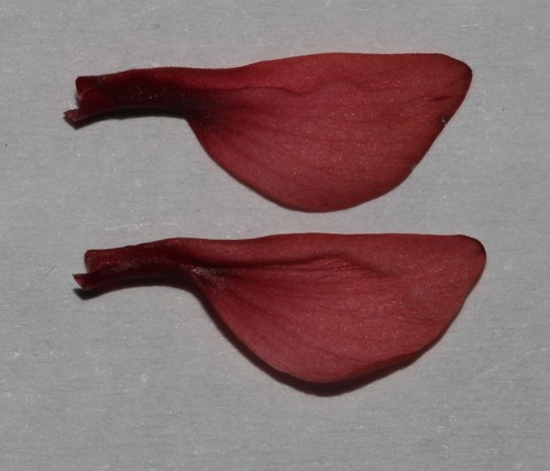 Image of Indigofera rubrovinacea by (c) Brian du Preez, some rights reserved (CC BY-SA)