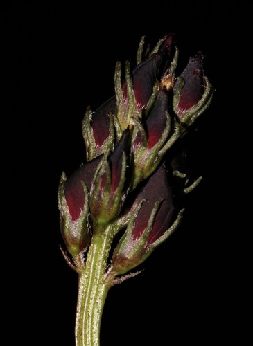 Image of Indigofera rubrovinacea by (c) Brian du Preez, some rights reserved (CC BY-SA)