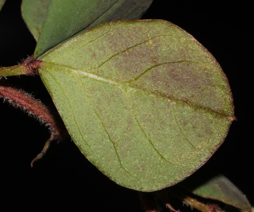 Image of Indigofera rubrovinacea by (c) Brian du Preez, some rights reserved (CC BY-SA)