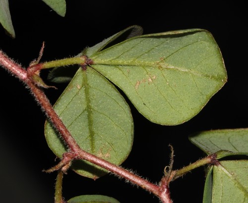 Image of Indigofera rubrovinacea by (c) Brian du Preez, some rights reserved (CC BY-SA)