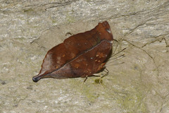 Doleschallia bisaltide