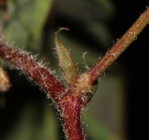 Image of Indigofera rubrovinacea by (c) Brian du Preez, some rights reserved (CC BY-SA)