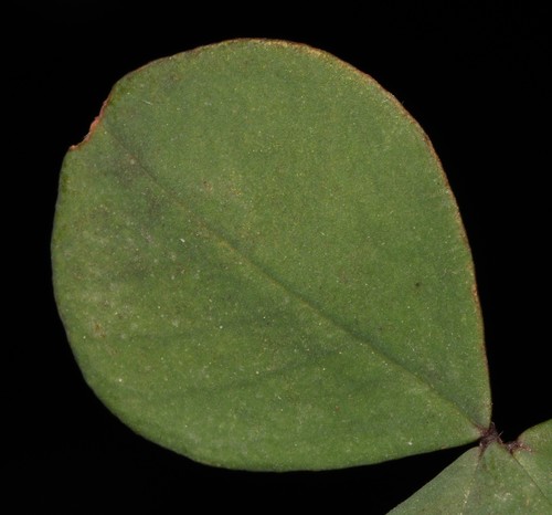Image of Indigofera rubrovinacea by (c) Brian du Preez, some rights reserved (CC BY-SA)