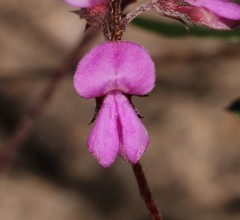 Indigofera stokoei