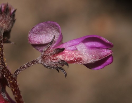 Image of Indigofera stokoei by (c) Brian du Preez, some rights reserved (CC BY-SA)