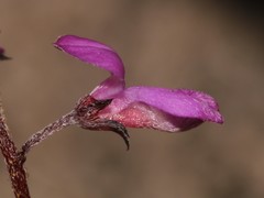 Indigofera stokoei