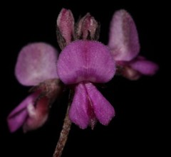 Indigofera stokoei