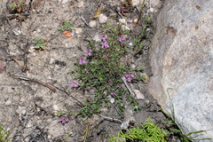 Indigofera stokoei