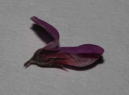Image of Indigofera stokoei by (c) Brian du Preez, some rights reserved (CC BY-SA)