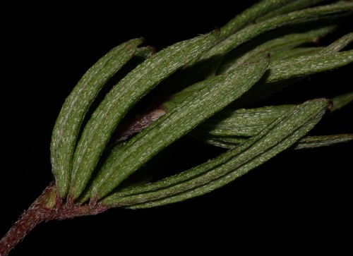 Image of Indigofera stokoei by (c) Brian du Preez, some rights reserved (CC BY-SA)